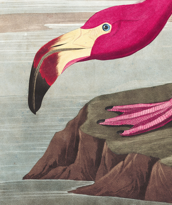 Flamingo.jpg