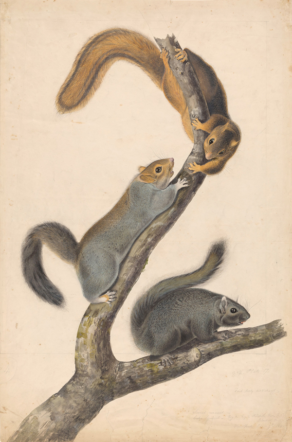 Gray squirrel.jpg