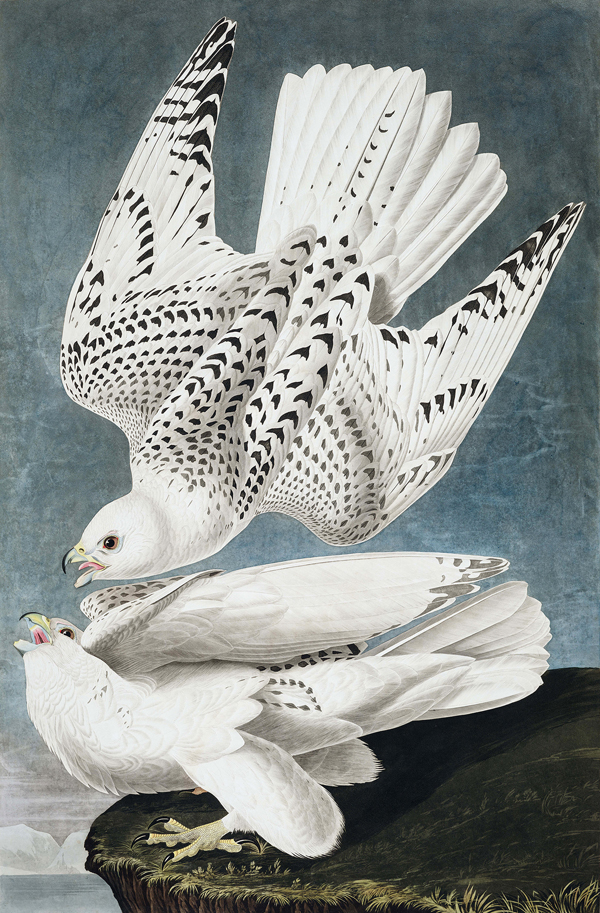 Herring Gull.jpg