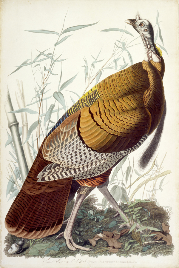 Meleagris gallopavo.jpg