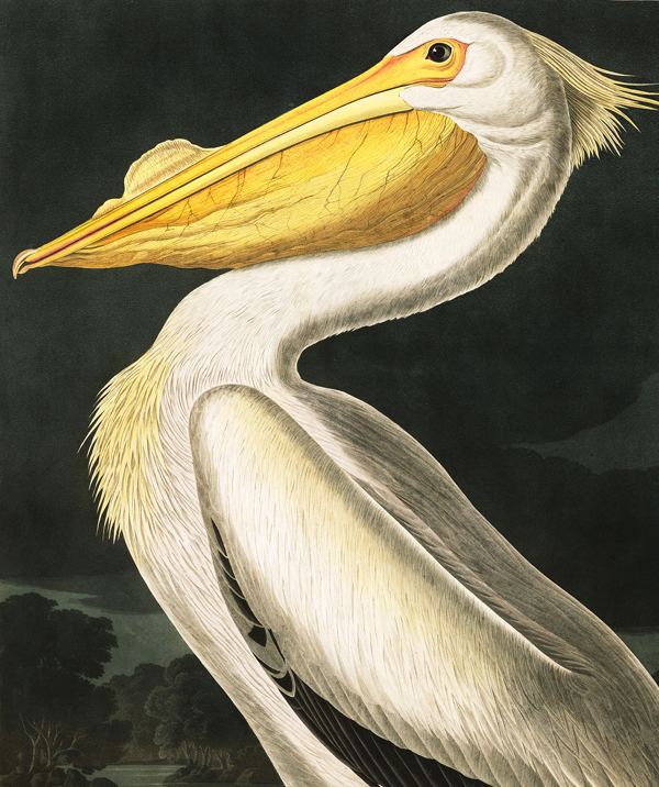 Pelican2.jpg
