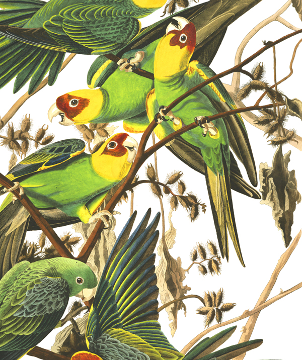 Psittacidae.jpg