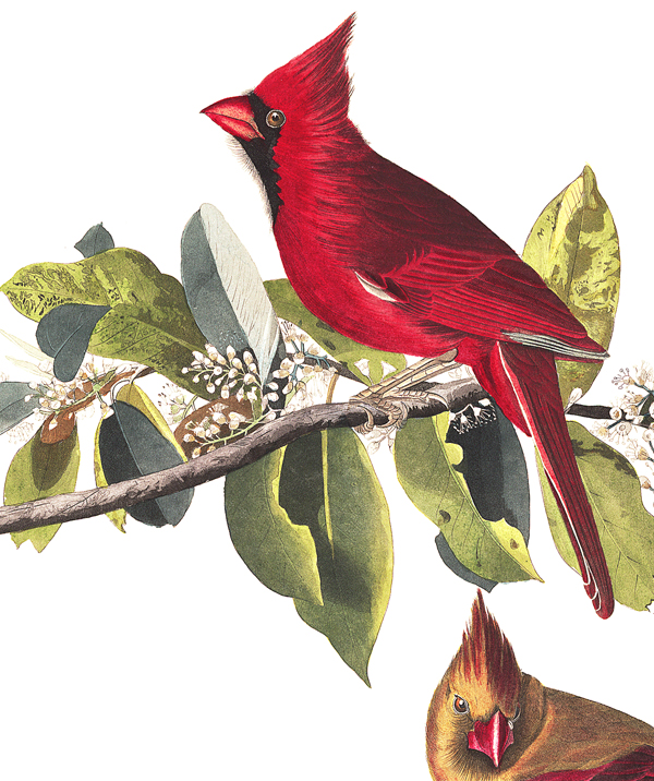 Red crested Cardinal.jpg