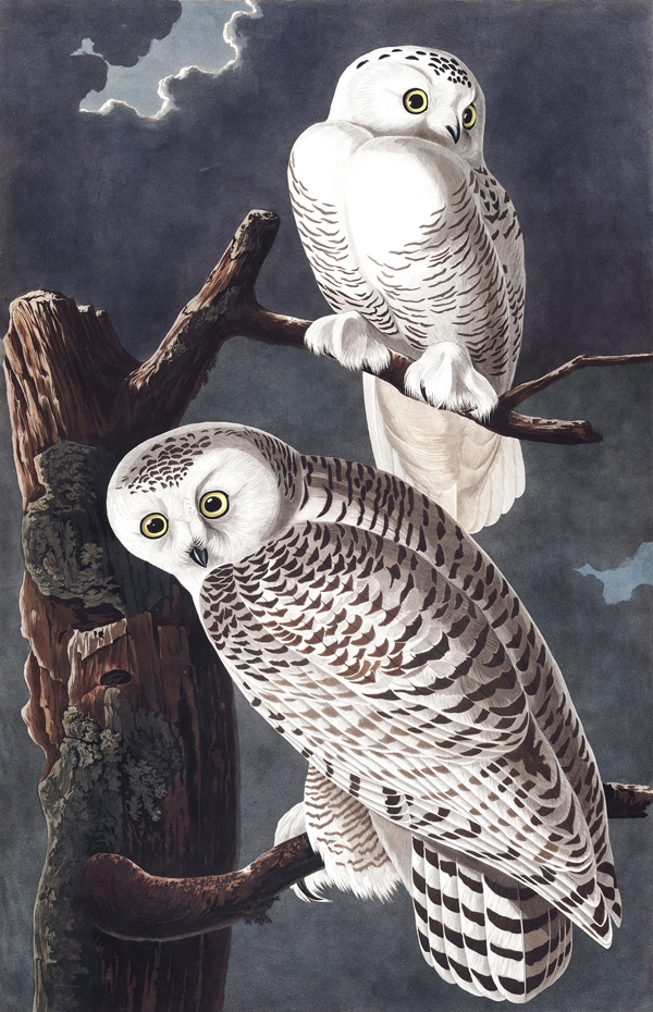 Snowy Owl.jpg