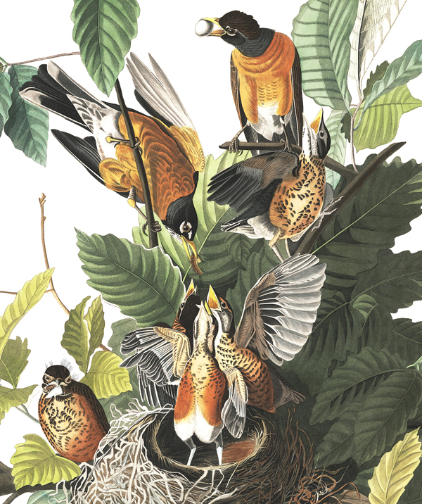 Turdus migratorius.jpg