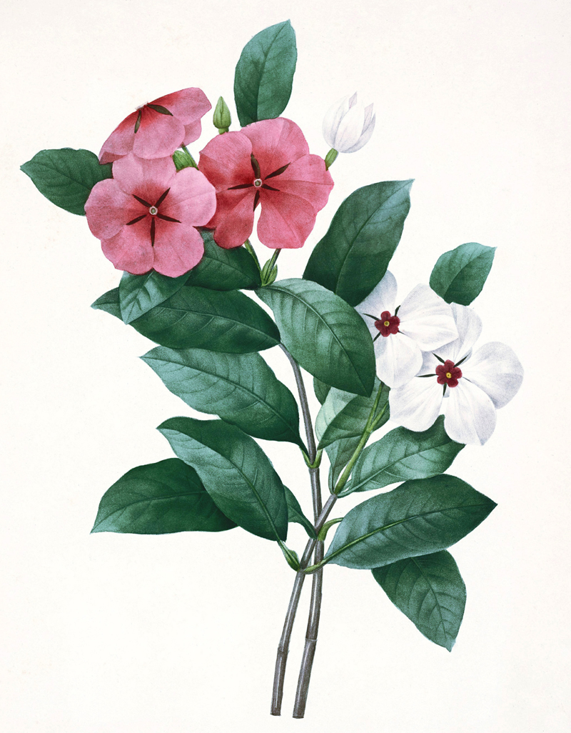 Morning glory.jpg